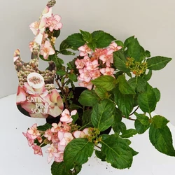 Kerti hortenzia   HYDRANGEA MACROPHYLLA MUSIC COLLECTION 30/40 CS23