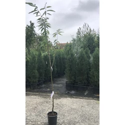 Szelídgesztenye CASTANEA SATIVA BOUCHE DE BETIZAC 140/160 K9