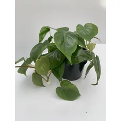 Kúszó filodendron   PHILODENDRON SCANDENS BIRKON CS15