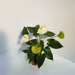 Flamingóvirág ANTHURIUM ANDRAEANUM SILVER BLUSCH CS12