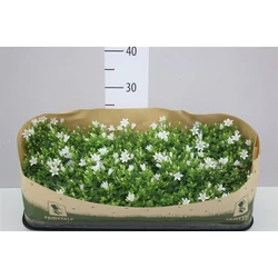 Dalmát harangvirág CAMPANULA PORTENSCHLAGIANA WHITE CS11