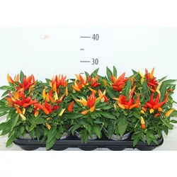 Díszpaprika ANNUUM JOKER CS12  