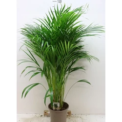 Aranygyümölcs pálma CHRYSALIDOCARPUS ARECA CS21