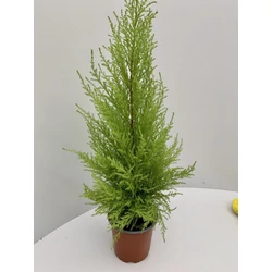 Arany monterey ciprus CUPRESSUS MACROCARPA WILMA CS14