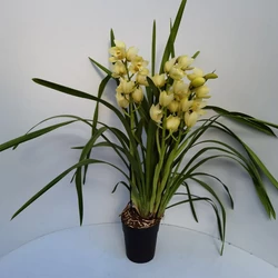 Csónakorchidea  CYMBIDIUM 3 FÜRTÖS CS14