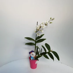 Vesszőskosbor DENDROBIUM NOBILEE FEHÉR 2 VIRÁGSZÁR CS12