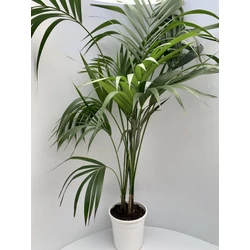 Kenciapálma HOWEA FORSTERIANA 170CM CS24