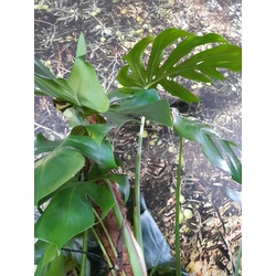 Könnyezőpálma MONSTERA DELICIOSA CS24