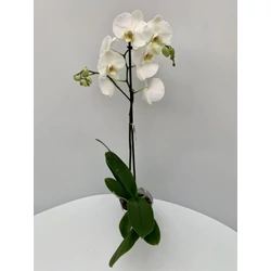 Lepkeorchidea FPHALAENOPSIS MINI MIX 3 ÁGAS