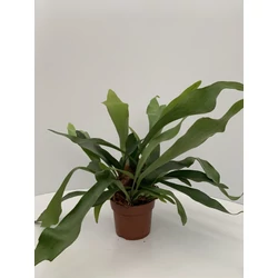 Szarvasagancs páfrány CS12 PLATYCERIUM BIFURCATUM CS12   