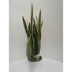  Anyósnyelv SANSEVIERIA SUPERBA K3