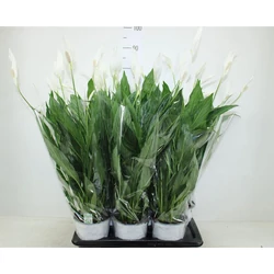 Vitorlavirág SPATHIPHYLLUM BINGO CUPIDO CS17