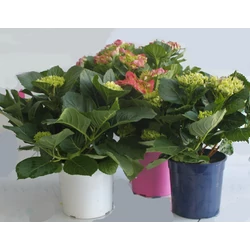 Hortenzia    HYDRANGEA MACROPHYLLA K3