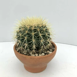 Anyóskaktusz ECHINOCACTUS GRUSONII CS15-K1,5    