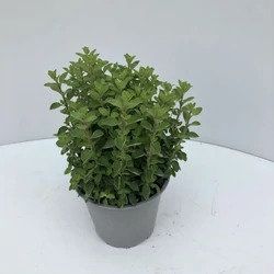 Oregánó FŰSZERNÖVÉNY-ORIGANUM VULGARE CS12