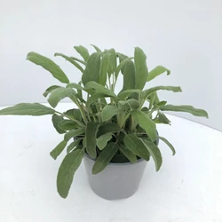 Zsálya FŰSZERNÖVÉNY-SALVIA OFFICINALIS CS12