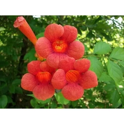 Trombitafolyondár    CAMPSIS RADICANS GRANDIFLORA VEGYES SZÍNEK 150/200 K3  