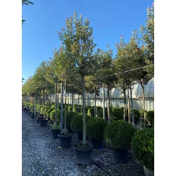 Örökzöld korallberkenye   PHOTINIA FRASERI PINK MARBLE T200 14/16 K50