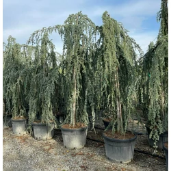 Kék csüngő atlasz cédrus CEDRUS ATLANTICA GLAUCA PENDULA 300/350 K130
