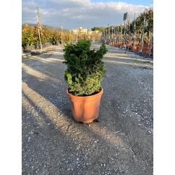 Hinoki hamisciprus   CHAMAECYPARIS OBTUSA NANA GRACILIS 20/40 K7