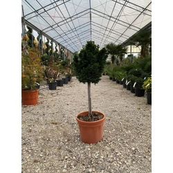 Hinoki hamisciprus   CHAMAECYPARIS OBTUSA NANA GRACILIS T1/4 K10