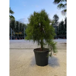 Japán erdeifenyő   PINUS DENSIFLORA PENDULA T1/2 K30
