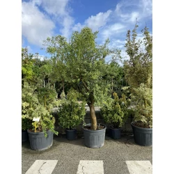 Olajfa    OLEA EUROPAEA T1/2 20/25 K110