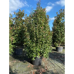 Örökzöld korallberkenye   PHOTINIA FRASERI RED ROBIN 250/300 K110