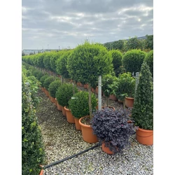 Arany lombú leyland ciprus CUPRESSOCYPARIS LEYLANDII CASTLEWELLAN GOLD