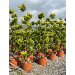 Arany lombú leyland ciprus CUPRESSOCYPARIS LEYLANDII GOLD RIDER POM-PON 170/+ K35