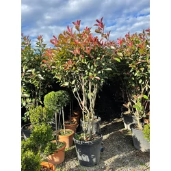 Örökzöld korallberkenye   PHOTINIA FRASERI RED ROBIN TÖBBTÖRZSES 150/+ K40