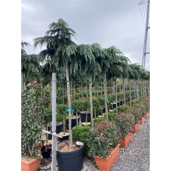 Kék terülő himalájai cédrus CEDRUS DEODARA FEELIN BLUE T200 16/18 K90