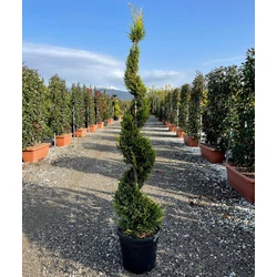 Arany lombú leyland ciprus CUPRESSOCYPARIS LEYLANDII CASTLEWELLAN GOLD SPIRÁL 120/140 K18