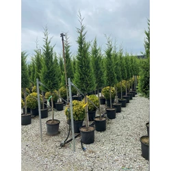 Arany lombú leyland ciprus CUPRESSOCYPARIS LEYLANDII CASTLEWELLAN GOLD T1/2 KÚP K25
