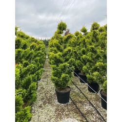Arany lombú leyland ciprus CUPRESSOCYPARIS LEYLANDII GOLD RIDER BONSAI 160/+ K35