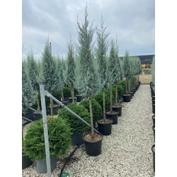 Oszlopos, kék arizóniai ciprus CUPRESSUS ARIZONICA FASTIGIATA T1/2 KÚP K25