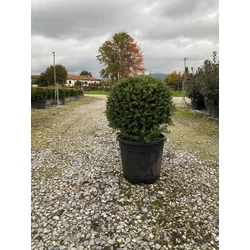 Magyal    ILEX CRENATA GREEN EDGE GÖMB K15