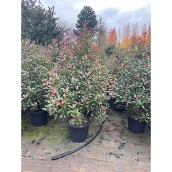Örökzöld korallberkenye   PHOTINIA FRASERI COMPACTA KÚP 150/+ K35