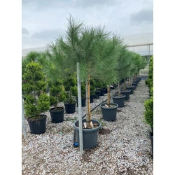Mandulafenyő PINUS PINEA T125/150 10/12 K25
