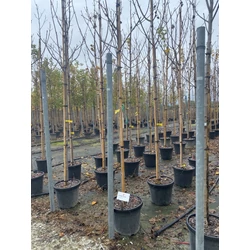 Sárga korai juhar  ACER PLATANOIDES PRINCE 8/10 3×I K25