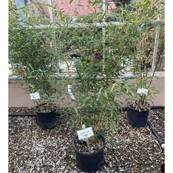 Aranysárgaszárú bambusz   PHYLLOSTACHYS AUREOSULCATA SPECTABILIS 150/200 K18