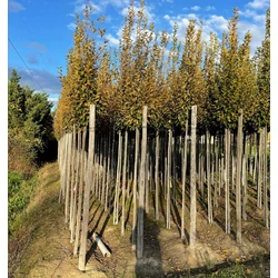 Oszlopos gyertyán   CARPINUS BETULUS PYRAMIDALIS T200 8/10 FÖLDLABDÁS