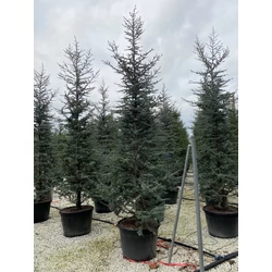 Kék atlasz cédrus  CEDRUS ATLANTICA GLAUCA 350/400 K180