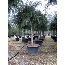 Terülő cédrus   CEDRUS DEODARA PROSTRATA T200 25/30 K285