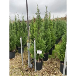 Leyland ciprus   CUPRESSOCYPARIS LEYLANDII PYRAMIDALIS 150/175 K15
