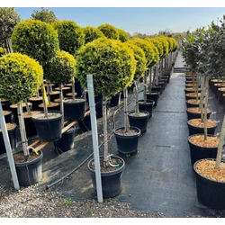 Arany lombú leyland ciprus CUPRESSOCYPARIS LEYLANDII GOLD RIDER T1/2 K30 
