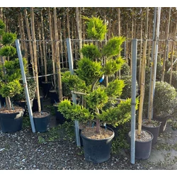 Arany lombú leyland ciprus CUPRESSOCYPARIS LEYLANDII GOLD RIDER BONSAI K35