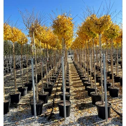 Páfrányfenyő    GINKGO BILOBA HORIZONTALIS T200 10/12 K30