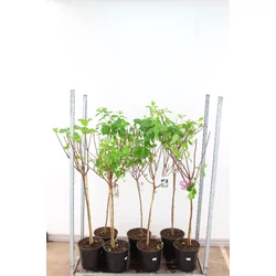 Bugás hortenzia HYDRANGEA PANICULATA FAJTÁK T70 K10