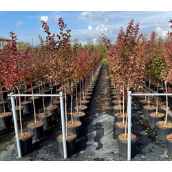 Kínai selyemmirtusz   LAGERSTROEMIA DYNAMITE T1/2 K15